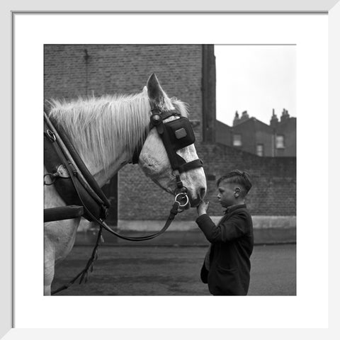 A young boy strokes horse. c.1955