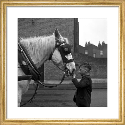 A young boy strokes horse. c.1955