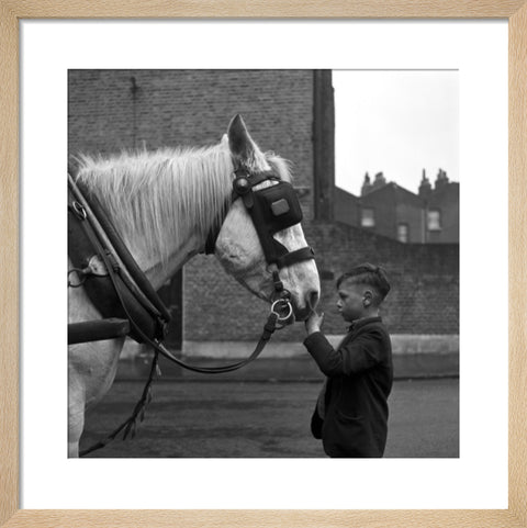 A young boy strokes horse. c.1955