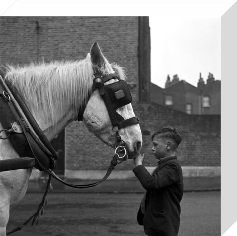 A young boy strokes horse. c.1955