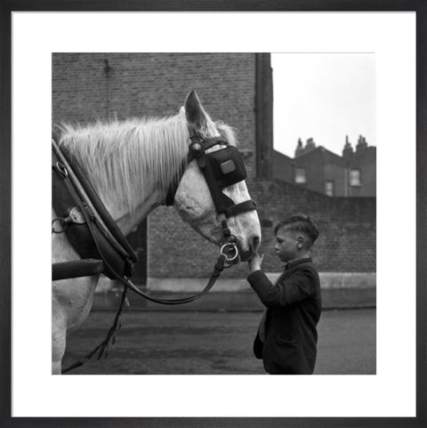 A young boy strokes horse. c.1955