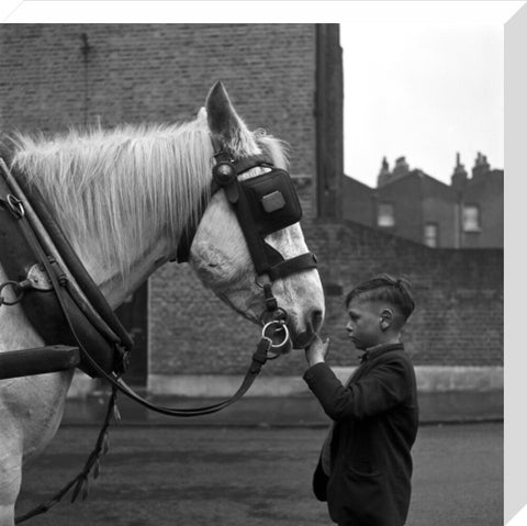 A young boy strokes horse. c.1955