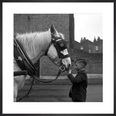 A young boy strokes horse. c.1955