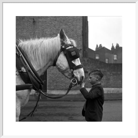 A young boy strokes horse. c.1955