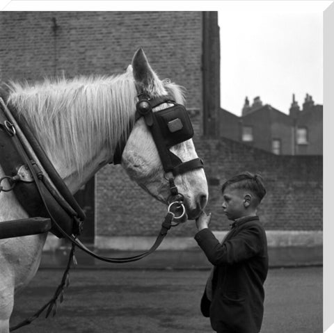 A young boy strokes horse. c.1955