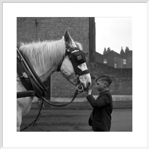 A young boy strokes horse. c.1955