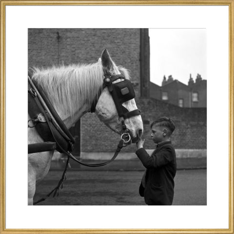 A young boy strokes horse. c.1955