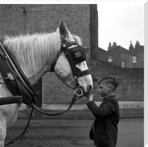 A young boy strokes horse. c.1955