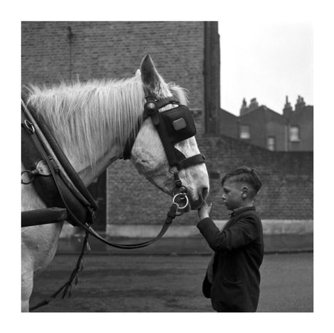 A young boy strokes horse. c.1955