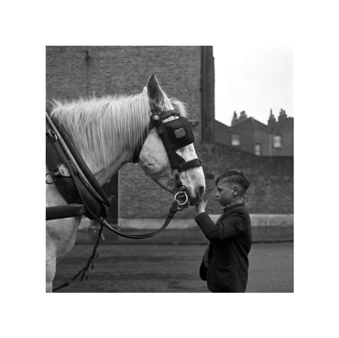 A young boy strokes horse. c.1955