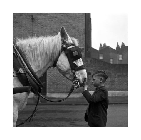 A young boy strokes horse. c.1955