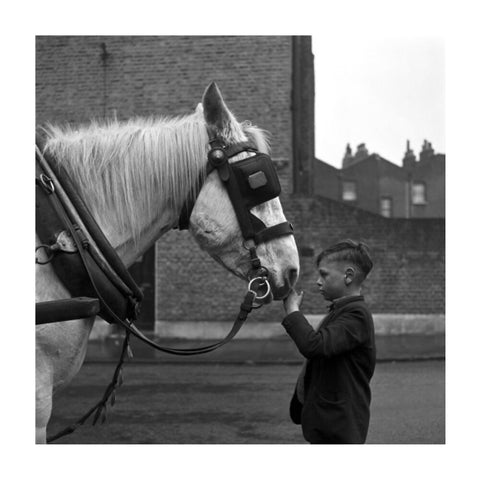 A young boy strokes horse. c.1955